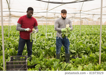 Workmen cutting green chard on farm field Workmen cutting green chard on farm field 81973029