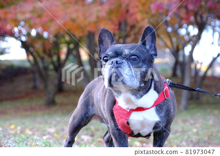 宮瀨水壩的秋葉 81973047