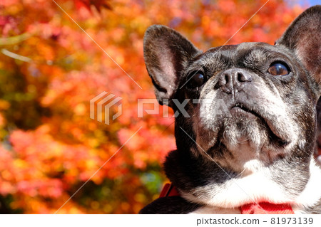 宮瀨水壩的秋葉 81973139