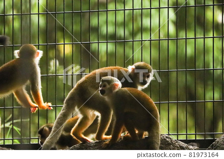 3 common squirrel monkeys 3 common squirrel monkeys 81973164