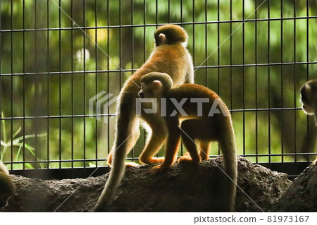I wonder what both of them were interested in. Common squirrel monkey I wonder what both of them were interested in. Common squirrel monkey 81973167