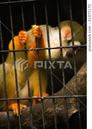 Common squirrel monkey that grabs the fence tightly 2 Common squirrel monkey that grabs the fence tightly 2 81973170