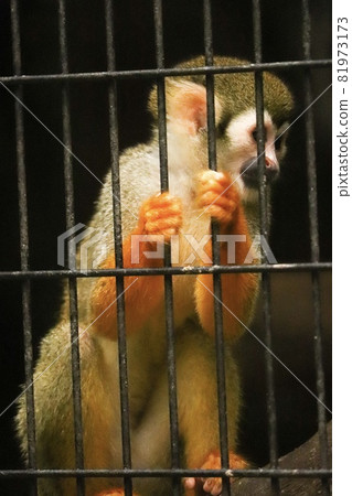 普通的松鼠猴緊緊抓住柵欄 普通的松鼠猴緊緊抓住柵欄 81973173