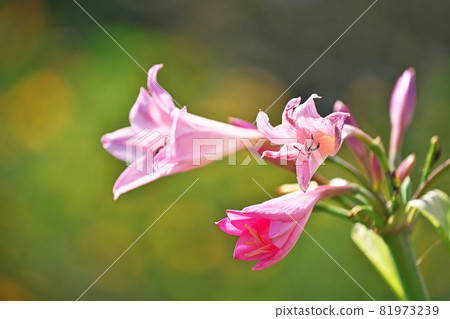 Pink crinum flowers Pink crinum flowers 81973239