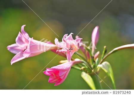 粉紅色的 crinum 花 粉紅色的 crinum 花 81973240