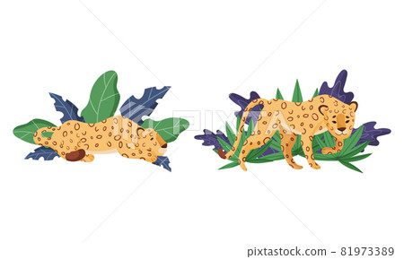 Spotted Leopard or Jaguar with Yellow Skin Standing and Lying in Tropical Leaves Vector Set 81973389