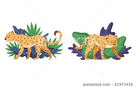 Spotted Leopard or Jaguar with Yellow Skin Standing in Tropical Leaves Vector Set 81973438