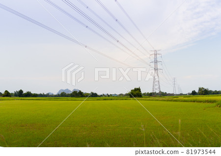 green and gold rice fields with high voltage tower background 81973544