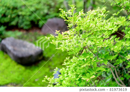 Green trees planted in a Japanese-style garden 81973619