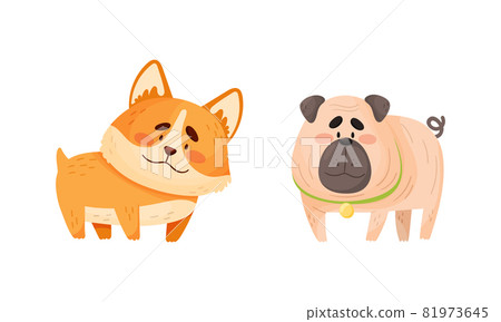 Funny Pug and Corgi Dog with Collar as Four-legged Friend and Domestic Pet Vector Set Funny Pug and Corgi Dog with Collar as Four-legged Friend and Domestic Pet Vector Set 81973645