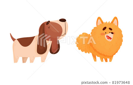 Funny Spaniel and Pomeranian Dog as Four-legged Friend and Domestic Pet Vector Set Funny Spaniel and Pomeranian Dog as Four-legged Friend and Domestic Pet Vector Set 81973648