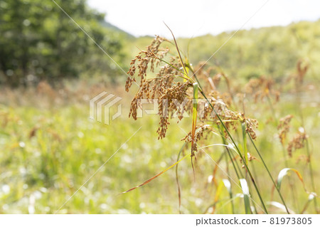 《Tochigi Prefecture》 Summer marshland landscape 81973805