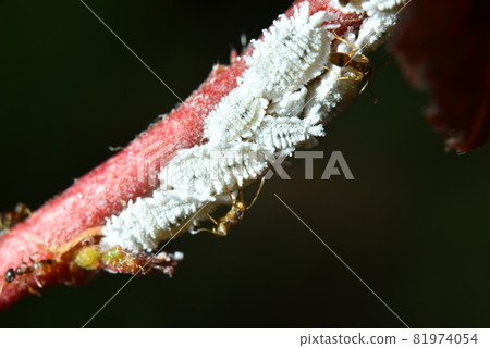 white aphid larvae on the red branch 81974054
