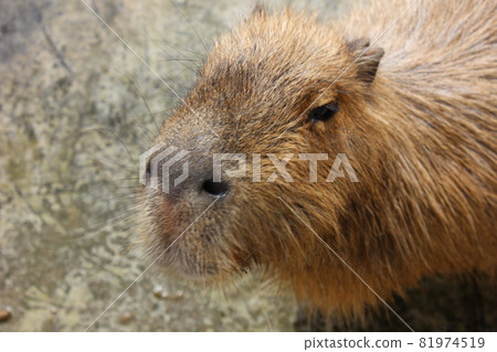 水豚起來 81974519