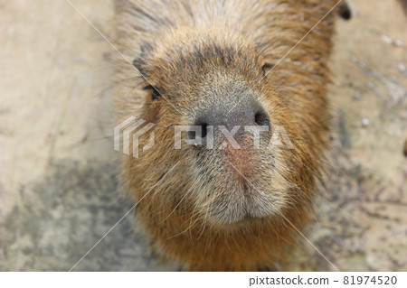 水豚正面 81974520