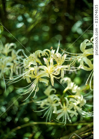 秋波斯菊一角綻放的白簇孤挺花 81974635