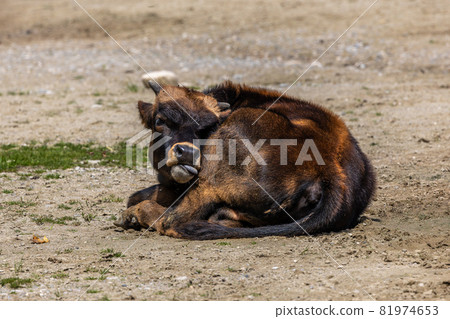 Young baby Heck cattle, Bos primigenius taurus or aurochs in a German park Young baby Heck cattle, Bos primigenius taurus or aurochs in a German park 81974653