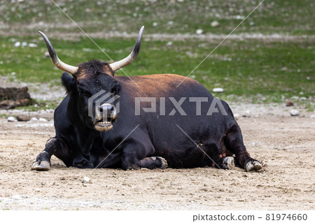 Heck cattle, Bos primigenius taurus or aurochs in a German park 81974660