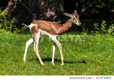 Dama gazelle, Gazella dama mhorr or mhorr gazelle is a species of gazelle Dama gazelle, Gazella dama mhorr or mhorr gazelle is a species of gazelle 81974664