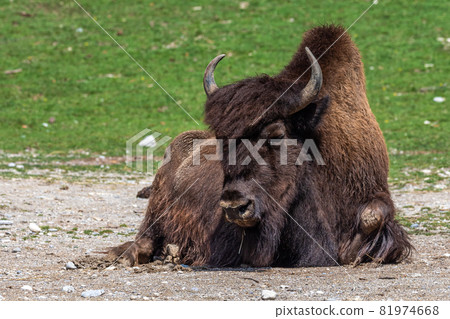 American buffalo known as bison, Bos bison in the zoo American buffalo known as bison, Bos bison in the zoo 81974668