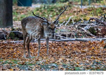 The fallow deer, Dama mesopotamica is a ruminant mammal The fallow deer, Dama mesopotamica is a ruminant mammal 81974679