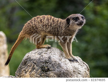 Meerkat, Suricata suricatta sitting on a stone and looking into the distance Meerkat, Suricata suricatta sitting on a stone and looking into the distance 81974695