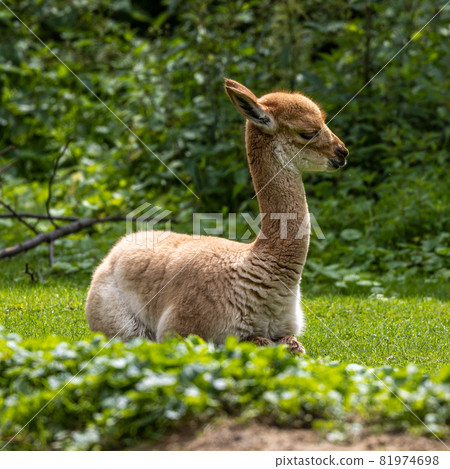 Vicunas, Vicugna Vicugna, relatives of the llama in a German park Vicunas, Vicugna Vicugna, relatives of the llama in a German park 81974698