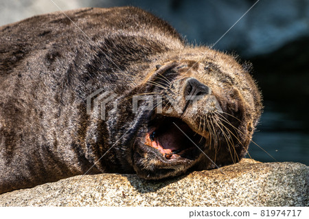 The South American sea lion, Otaria flavescens in the zoo The South American sea lion, Otaria flavescens in the zoo 81974717