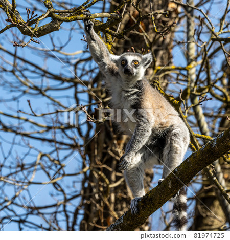 The ring-tailed lemur,Lemur catta with white ringed tail is the most known lemur 81974725