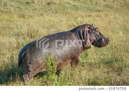 馬賽馬拉國家保護區的河馬 馬賽馬拉國家保護區的河馬 81974759