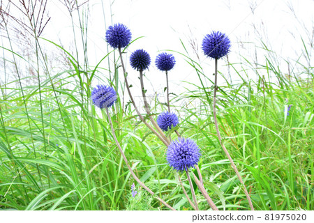 Higotai Ruritama thistle, Kokonoe Town, Oita Prefecture, Kuju Chojahara, Tadewara Wetland Nature Research Road Higotai Ruritama thistle, Kokonoe Town, Oita Prefecture, Kuju Chojahara, Tadewara Wetland Nature Research Road 81975020