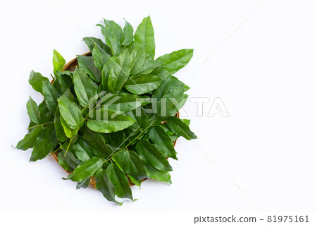 Fresh tiliacora triandra green leaves 81975161