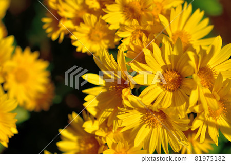 Chrysanthemum, the representative of flowers that bloom in autumn Chrysanthemum, the representative of flowers that bloom in autumn 81975182