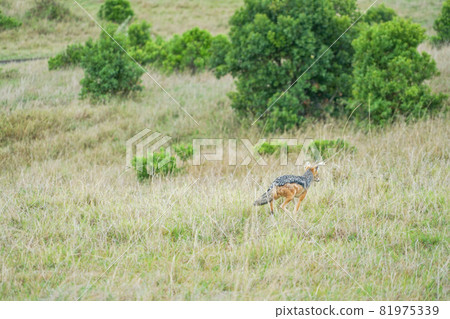 馬賽馬拉國家保護區的黑背豺 馬賽馬拉國家保護區的黑背豺 81975339