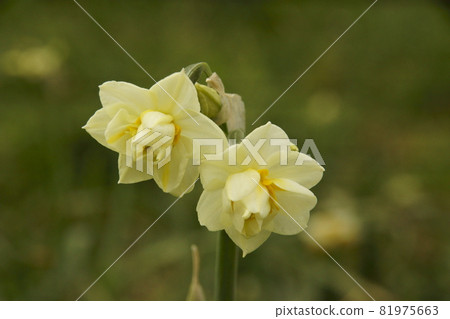 Narcissus 81975663