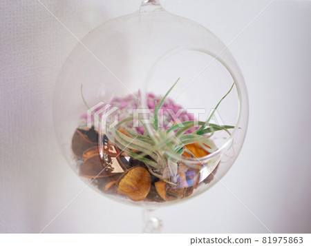 治愈植物生命 Terrarium 觀賞植物 圖庫照片 治愈植物生命 Terrarium 觀賞植物 圖庫照片 81975863