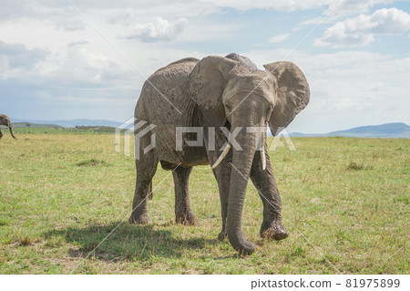 African elephant in Masai Mara National Reserve 81975899
