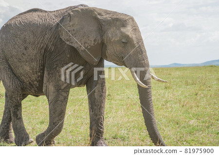 African elephant in Masai Mara National Reserve 81975900
