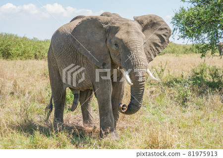 African elephant in Masai Mara National Reserve 81975913