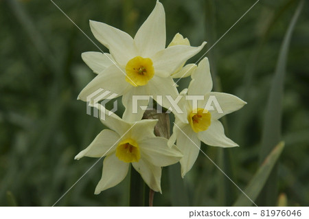 Narcissus Narcissus 81976046
