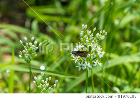 Cute garlic flowers Cute garlic flowers 81976195