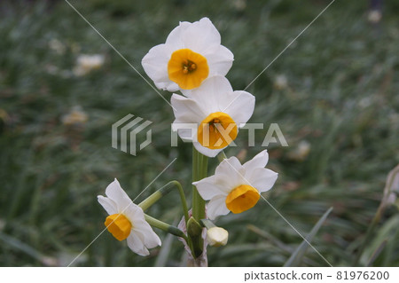 Narcissus Narcissus 81976200