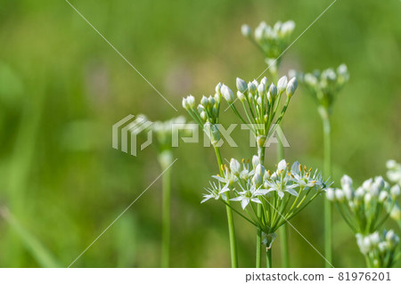 Cute garlic flowers Cute garlic flowers 81976201