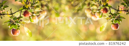 Ripe apples on the branches of an apple-tree. The concept of harvesting apples. 81976242