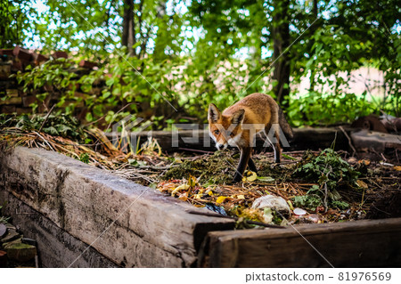 A beautiful young fox walks in the yard of a private house. Selective focus A beautiful young fox walks in the yard of a private house. Selective focus 81976569