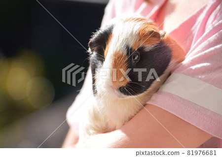可愛的豚鼠擁抱 81976681