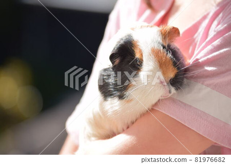 A cute guinea pig hugged by a girl A cute guinea pig hugged by a girl 81976682