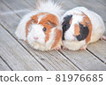 Two guinea pigs snuggling up to each other 3 81976685