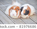 Two guinea pigs snuggling up to each other 4 81976686