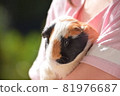 Cute guinea pig hugged 81976687